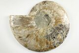 Bargain, Cut & Polished Ammonite Fossil (Half) - Madagascar #200112-1